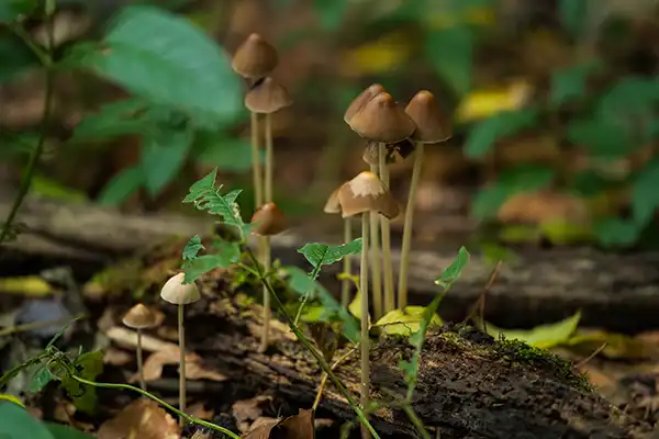 Cluster kleine paddenstoelen gevonden tijdens een wandeling