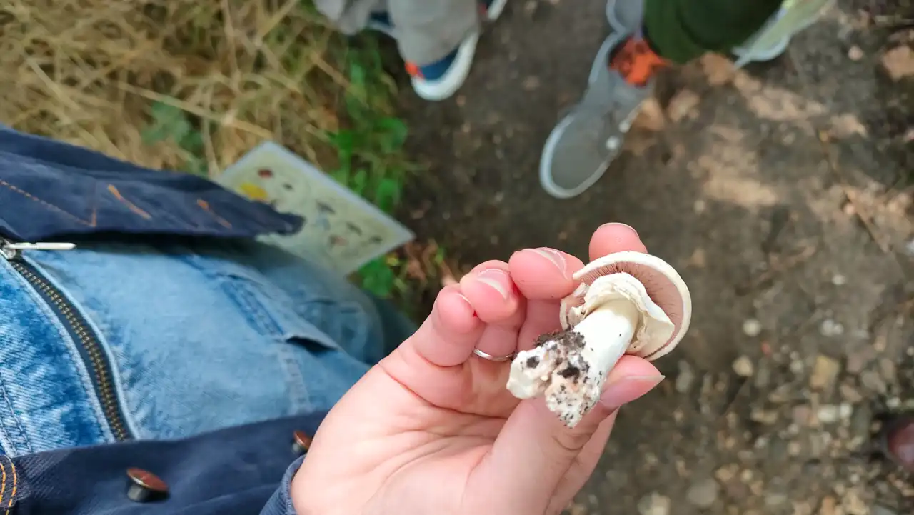 Iemand bekijkt aandachtig een paddenstoel tijdens een Maashrooms-wandeling